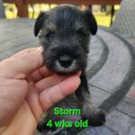 STORM