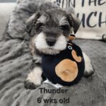 THUNDER