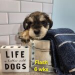 FLASH