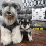 FLASH