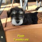 FLASH