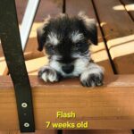FLASH