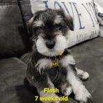 FLASH